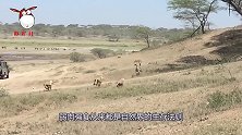 13只狮子围攻落单非洲象，面对群狮大象绝地反击，结果怎样