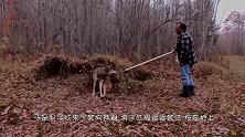 野狼被兽夹困住，苦苦哀嚎后，男子不顾安危将它救出