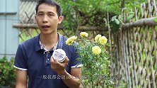 拿“它”来自制有机高磷肥，给月季使用，每次开花一次会比一次多