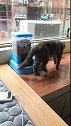 猫：快走快走，这是我的孩子，走开点！