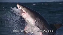 历史上咬合力最强大生物，在海洋称霸几亿年，鲨鱼是它的开胃小菜