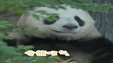熊猫：叹气，最近好累，我想缓缓