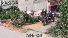 农村小伙开三轮车卖玉米，没想到水分大，七毛八一斤贱卖一车玉米