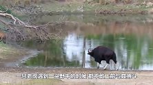 一群黑牛在山崖上狂奔，不料没刹住车，直接摔下山崖！