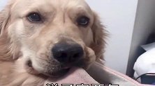 狗狗咬拖鞋被主人教训，一脸不屑，最后表情真逗！