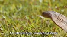 为何响尾蛇的尾巴会发出声响？老外一刀切开后，直接懵圈了