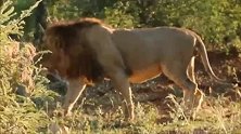 3头流浪雄狮捡白食—毫不怜香惜玉赶走捕获猎物的母狮