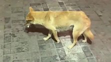 每晚夜宵店讨吃的中华田园犬，今晚怕是最后一次了