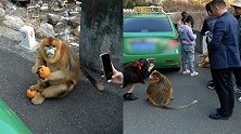 金丝猴下山“打劫”出租车不讲猴德：吃喝到手，围住不放