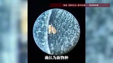 最浪漫的婚礼礼物！杭州90后夫妇家中发现新物种，以两人名字命名，宝宝也快出生了