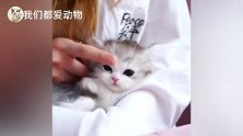 软乎乎的小奶猫，躺在主人怀里，太可爱了