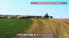内蒙古老板开1.6万月薪招人放3000只羊，包吃住还有专人送物资，全年无休，本人回应