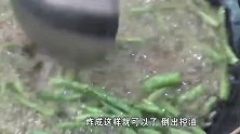 大厨教你干煸豆角的正确做法，香辣过瘾味道棒，吃一口满嘴香！