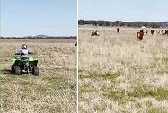 气场全开！澳大利亚农场一名2岁男童驾驶迷你四轮摩托车放牛
