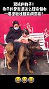 这狗子太双标了！大人打就狂吠不止，一看是妹妹就瞬间变脸