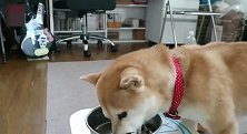 柴犬吃完狗粮后还恋恋不舍的舔舔碗，主人倒水进去时懵了