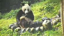 熊猫：熊孩子嫌澡盆太小，没有牌面，都耍起小性子了