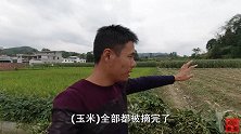 小伙鱼塘养了800尾草鱼，食量比牛还大，弄了三车青草料喂鱼