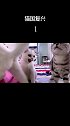喵国复兴 猫咪的迷惑行为 第1集