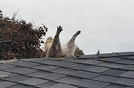 加拿大：一浣熊企图进居民家反被卡，后腿和尾巴尴尬翘在空中