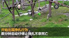 四川神树坪基地大熊猫窒息死亡 因吊球绳缠绕颈部