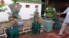隔壁邻居最新整理的盆景小院，瓷器与盆景相辅相成，造型美轮美奂