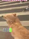 江苏苏州：狗狗和主人散步，闻到香肠的美味瞬间走不动路