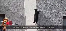 小猫爬高墙，爬到一半没力气了，危在旦夕之际，大猫伸援助之手