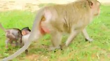 猴子母女较劲，死抱住不放手