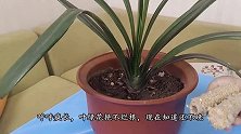 养君子兰用“玉米芯”疏松透气，叶绿花艳不烂根