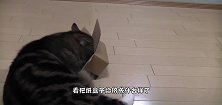 两只猫咪的气氛剑拔弩张，感觉不太对劲，起源原来是这个纸盒子
