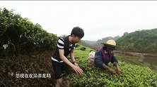 安徽卫视 悦美食 2020年07月9日 探寻茶马古道之源 云南普洱