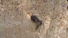 掉落悬崖的黑熊母子，攀岩走壁死里逃生！