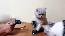 小猫打拳击没打过主人，反手给了猫爸一拳，实在是太搞笑了！