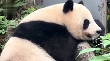 网友发现大熊猫“珍巧”嘴边有白沫，安吉竹子博览园：经查无异常