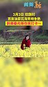 剑阁县 双旗村百亩油菜花 盛放，小编带你春光～春天你好