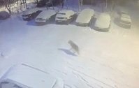 俄罗斯一饥饿野狼闯入小镇袭击宠物狗 并将其吃掉