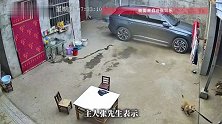 狗狗挨揍后拉三轮车去撞自家汽车，狗子：从来不受隔夜气，有仇当天就报了