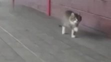 小猫咪和马在一起呆久了走道都变样了，这小步伐看着太有气魄了！