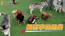 只是因为在狗群中多闻了一下屁股：柯基惨被柴犬+泰迪联手欺负