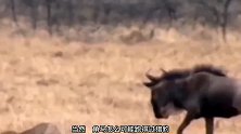 阴沟里翻船！四只猎豹围猎一只角马，结果却让角马跑了！