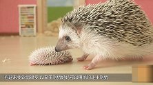 萌化了！刚出生2天的小刺猬 被妈妈用嘴叼走