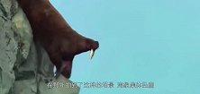 海象集体爬上悬崖，惨不忍睹纷纷摔落，看得我许久才缓过神