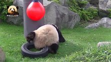 圆滚滚的熊猫宝宝坐在轮胎上啃手，萌嘟嘟的背影可爱到炸