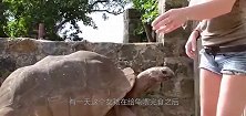 给老龟喂完食后，老龟直接将头伸过去，女孩的举动让人羡慕