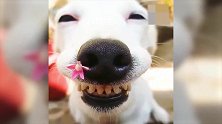 这条狗笑得好傻啊，还戴一朵小花，太好笑了！