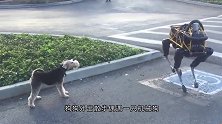 真狗偶遇一只机器狗，下一秒狗狗的反应太逗了，镜头记录搞笑画面
