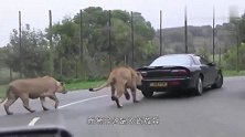 大象悠哉过马路，司机看不下去了鸣笛，大象怒了：盘它！
