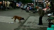 大爷宰过流浪狗吃肉，今天竟被一条大狗堵在街头，难道是来寻仇的！