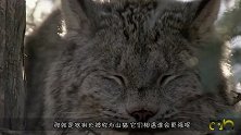 体型差不多大的猞猁和狼，如果二者相遇，谁能更胜一筹呢